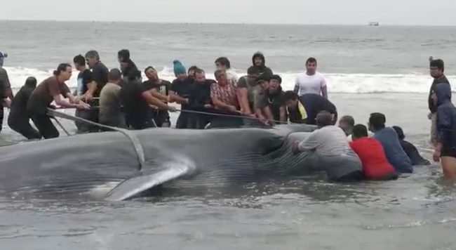 فيديو مدهش يصور لحظة قفز حوت ضخم خارج المياه