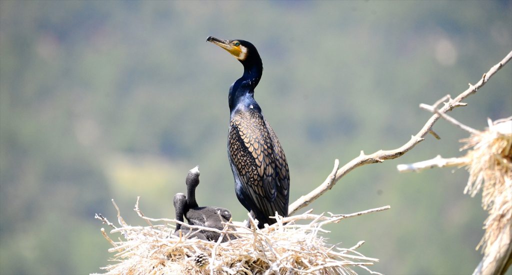 «جنة» تركية من الطيور الساحرة