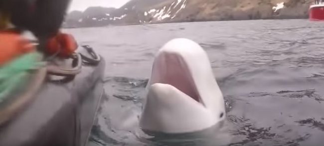 هل انشق «الجاسوس الروسي» لينضم إلى النرويج؟ موسكو لها رواية أخرى