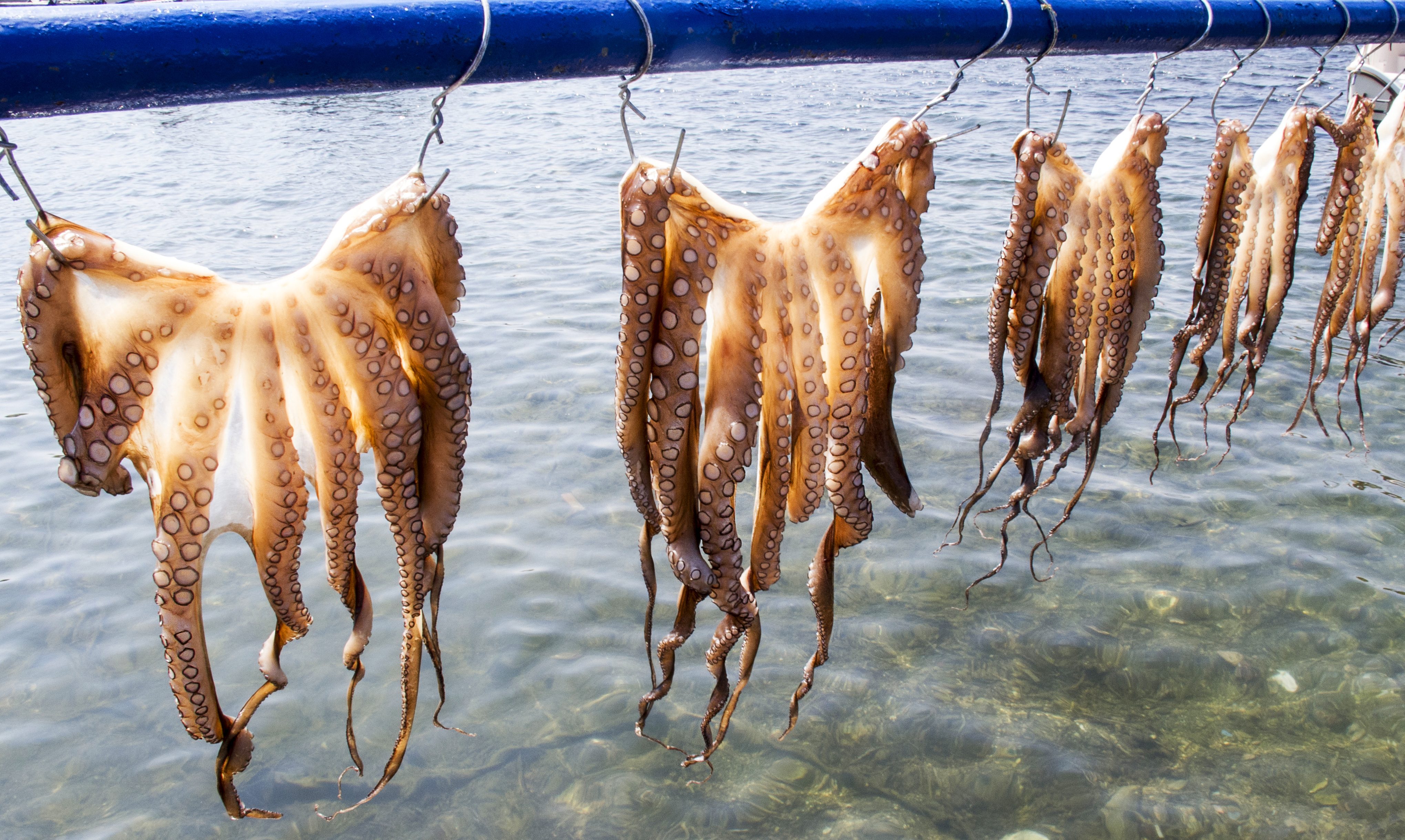 زراعة الأخطبوط في المياه الساحلية حول العالم عمل «غير أخلاقي»