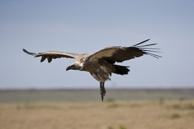 إسرائيل تحقق في تسمم نصف نسور الجولان المهددة بالانقراض