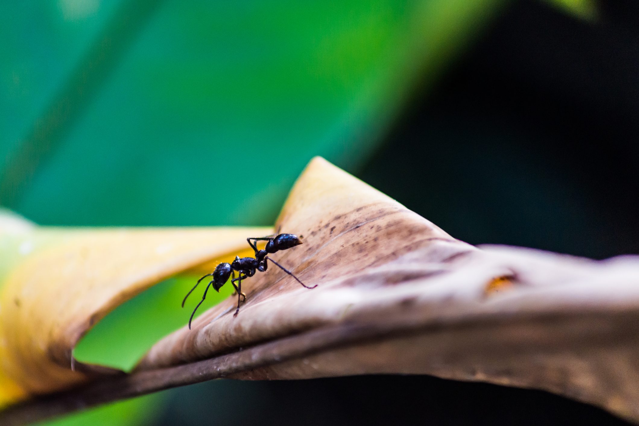 من بينهم «النملة الرصاصة» و«النحل الأفريقي».. بعض أخطر حشرات في العالم يجب تُميزها وتبتعد عنها فوراً