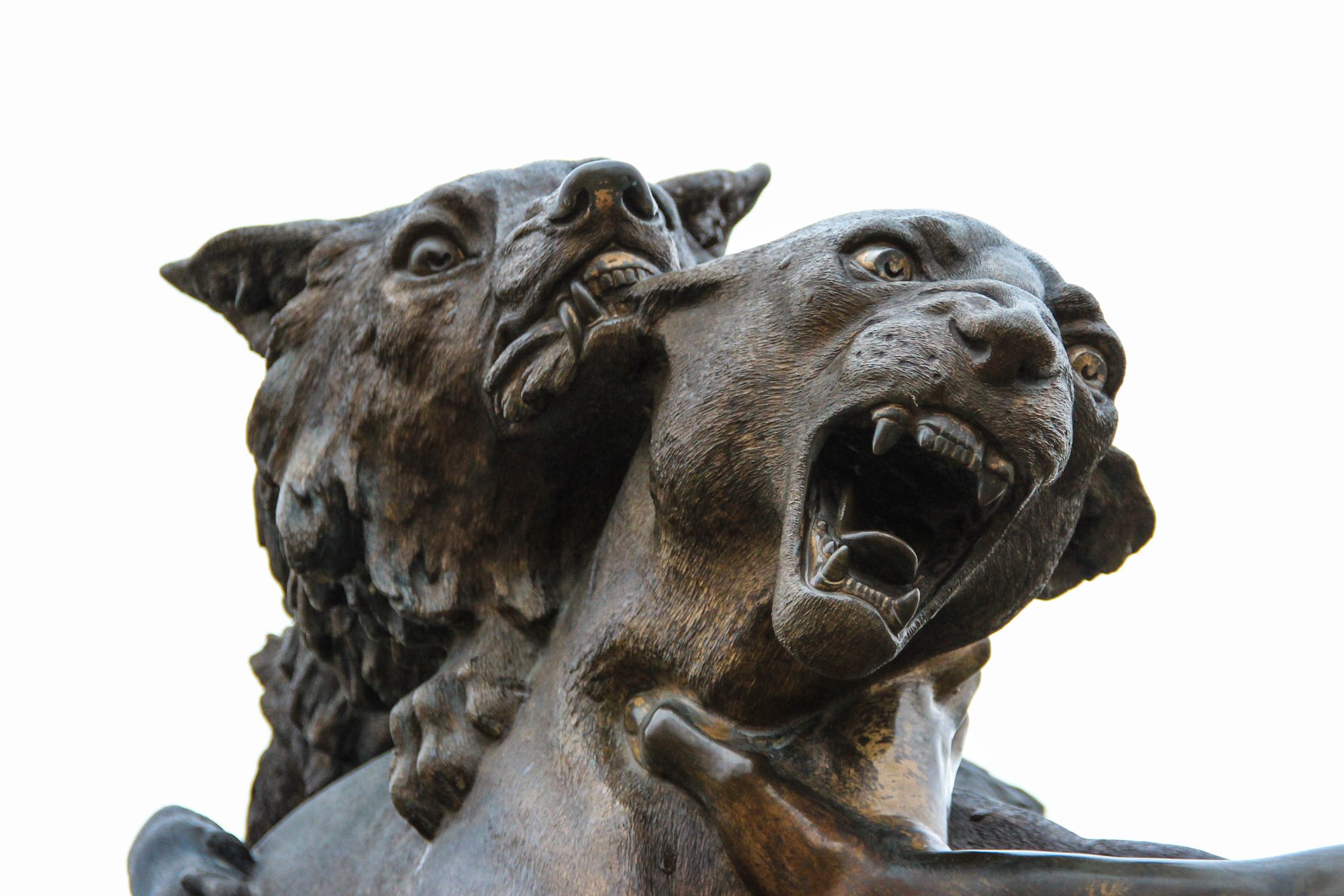 جون سينا «الكلب»! مصارعة الحيوانات في أفغانستان وصلت لمستوى خطير فاق الحروب