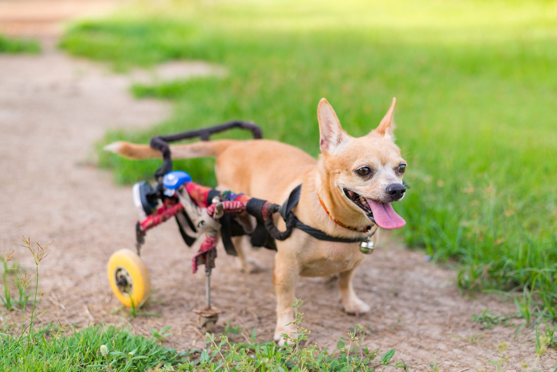 كلب مُعاق يُنقذ رضيعاً دفنته أمه المُراهقة حيّاً! خافت من والدها فلاحقها «الشروع في القتل»