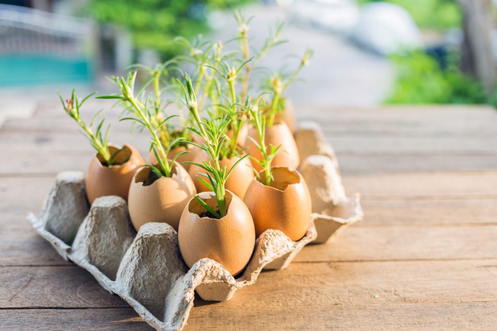 الاستخدامات المختلفة لقشر البيض