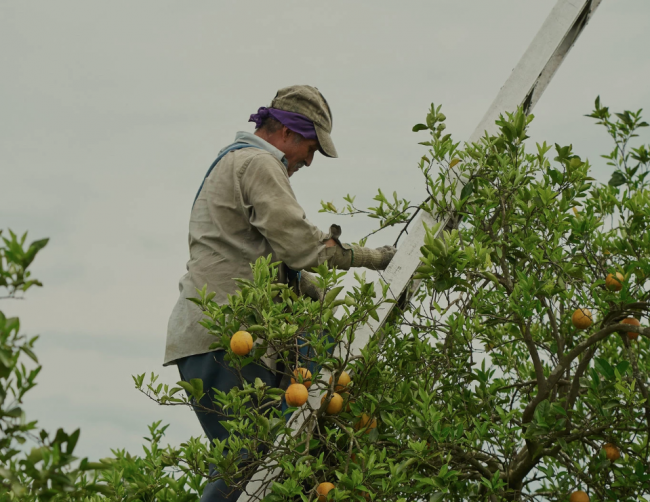 الأمريكيون يطلقون النار على أقدامهم.. يستخدمون مضادات حيوية تهدد حياة الملايين لمواجهة بكتيريا نقلتها حشرة صينية