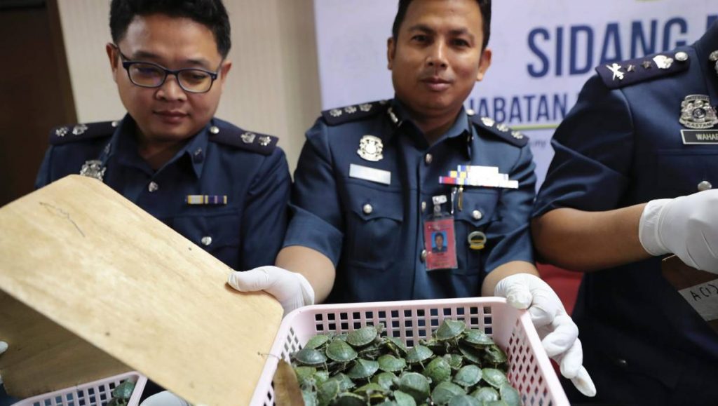 تهريب السلاحف ماليزيا الهند