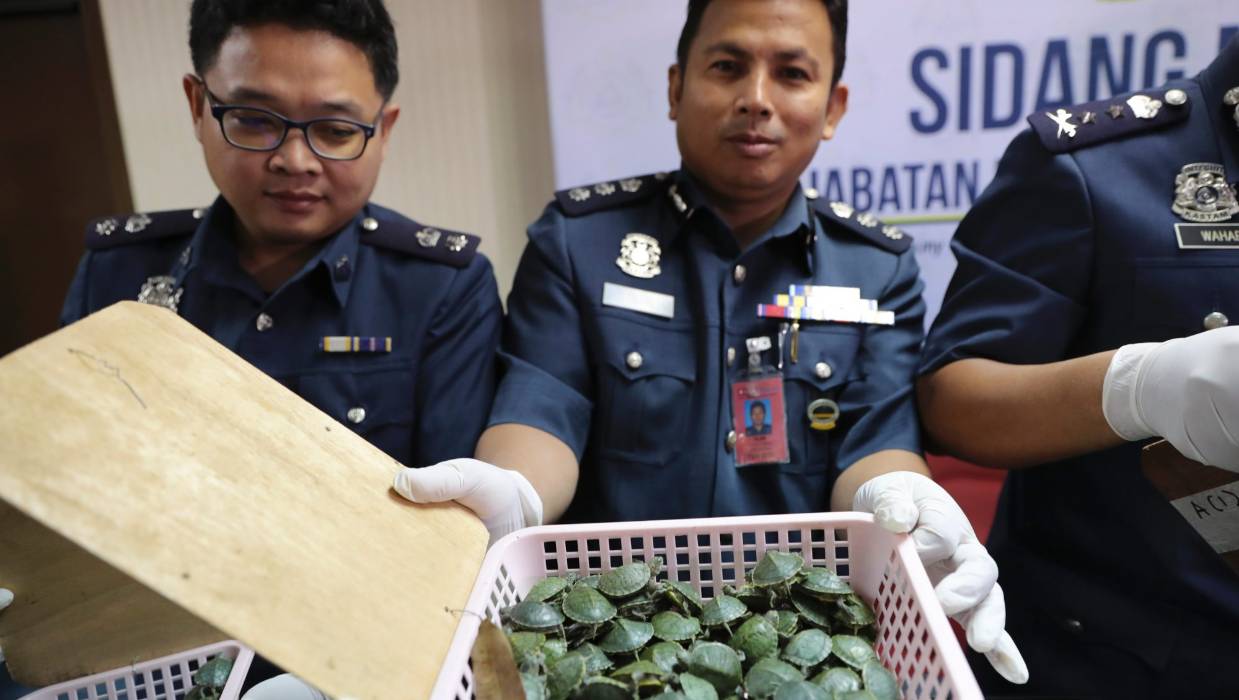 تهريب السلاحف ماليزيا الهند