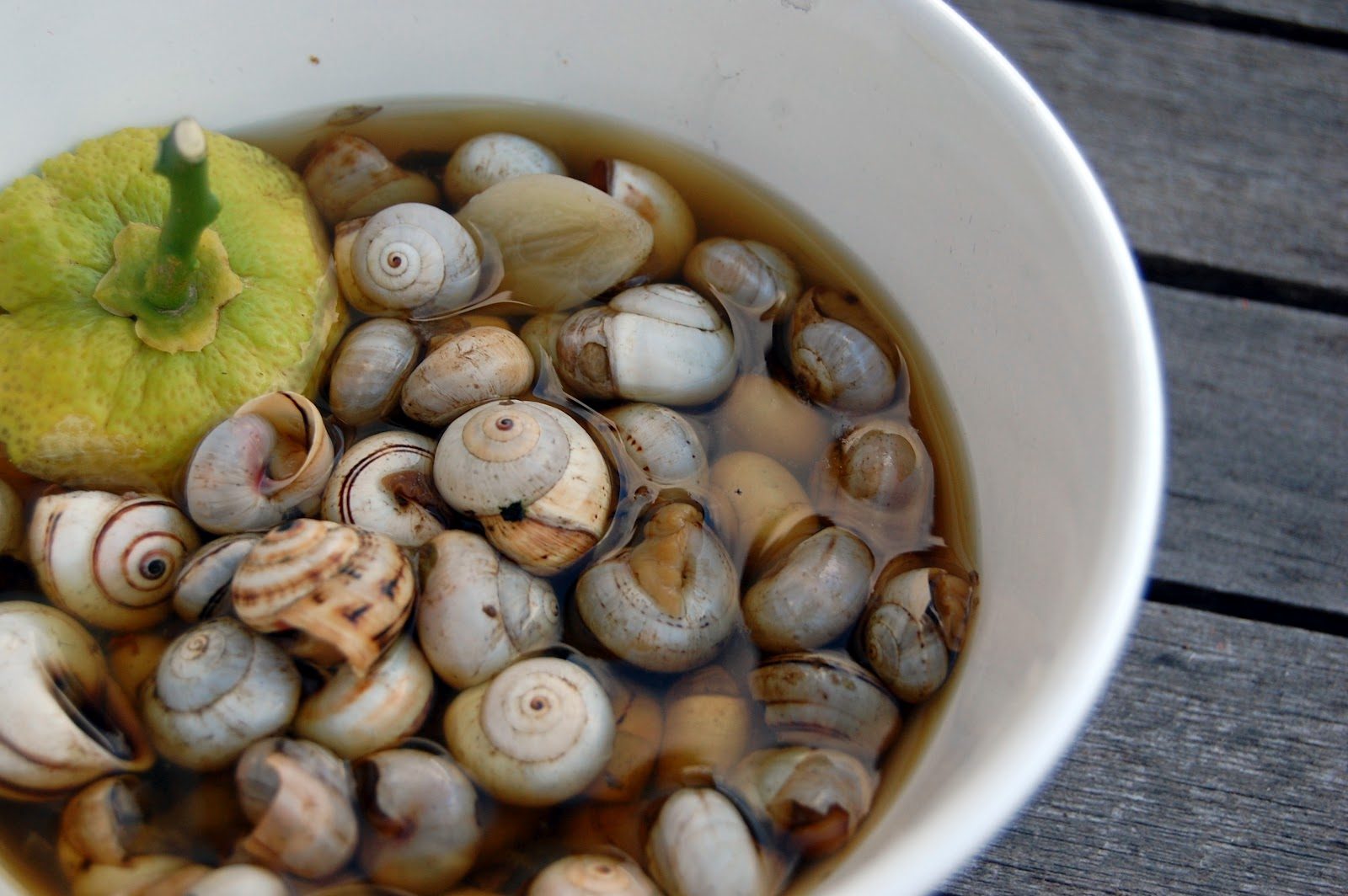 طريقة عمل شوربة الحلزون