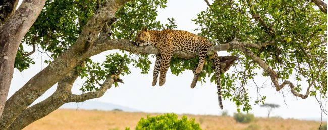 فهد يقتل طفلاً صغيراً في متنزه كروغر بجنوب إفريقيا