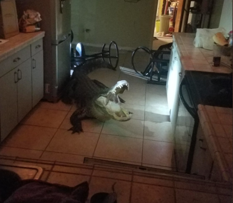 سيدة تتفاجأ بتمساح طوله 3 أمتار ونصف دخل بيتها عبر النافذة وتتصرف بحكمة رغم الرعب الذي أصابها