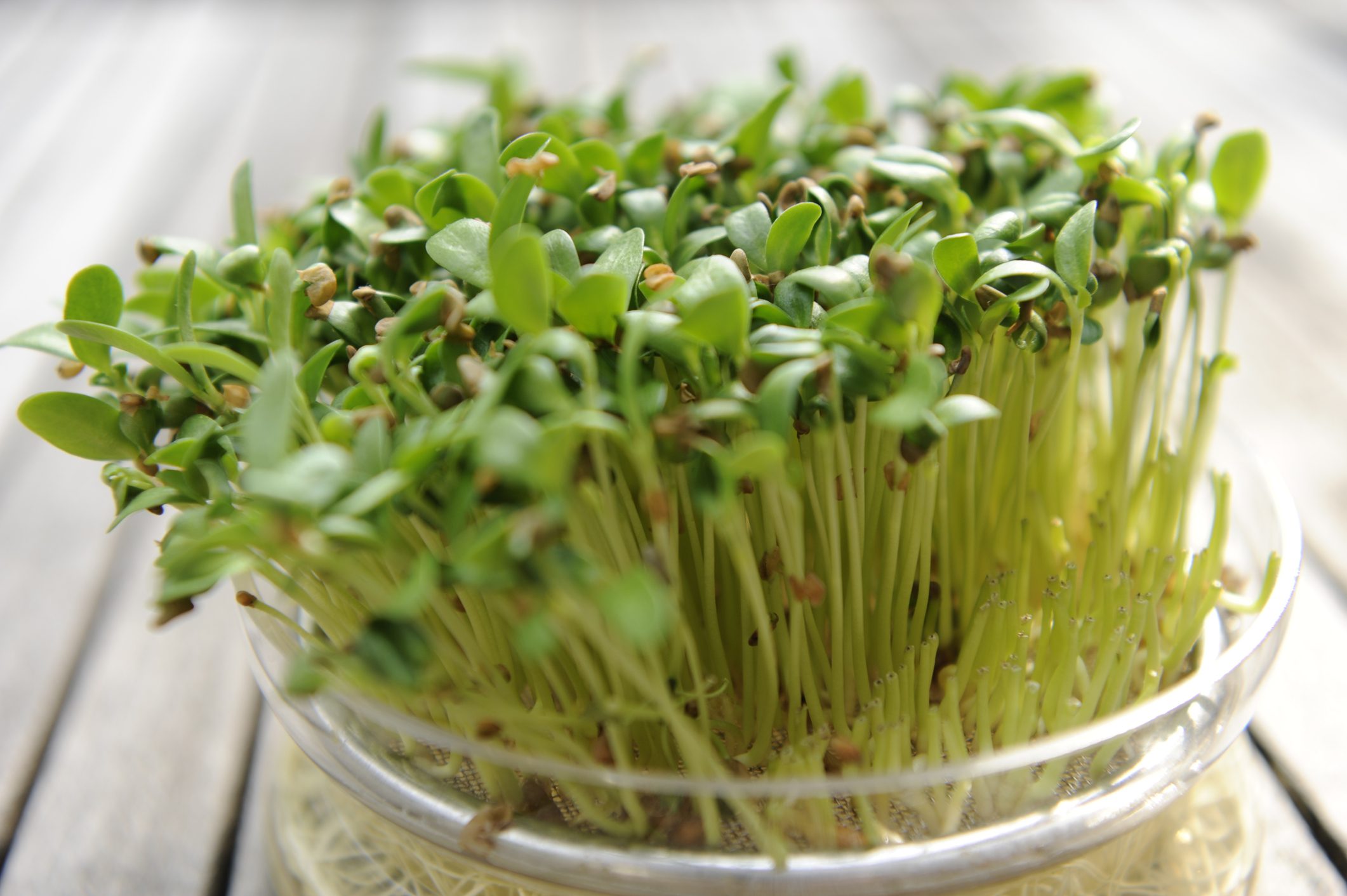 إذا كنت قد تساءلت من قبل: هل تزيد الحلبة من الوزن؟ نعم، إليك كل ما تريد معرفته عنها