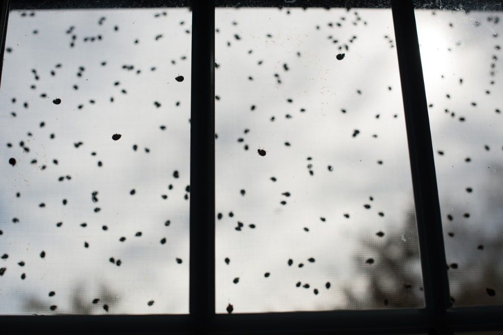 صورة لسرب من الناموس/ istock