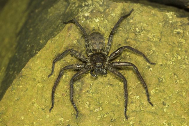 سيدة أسترالية تستعين برواد فيسبوك لقتل عنكبوت بحجم اليد غزا منزلها