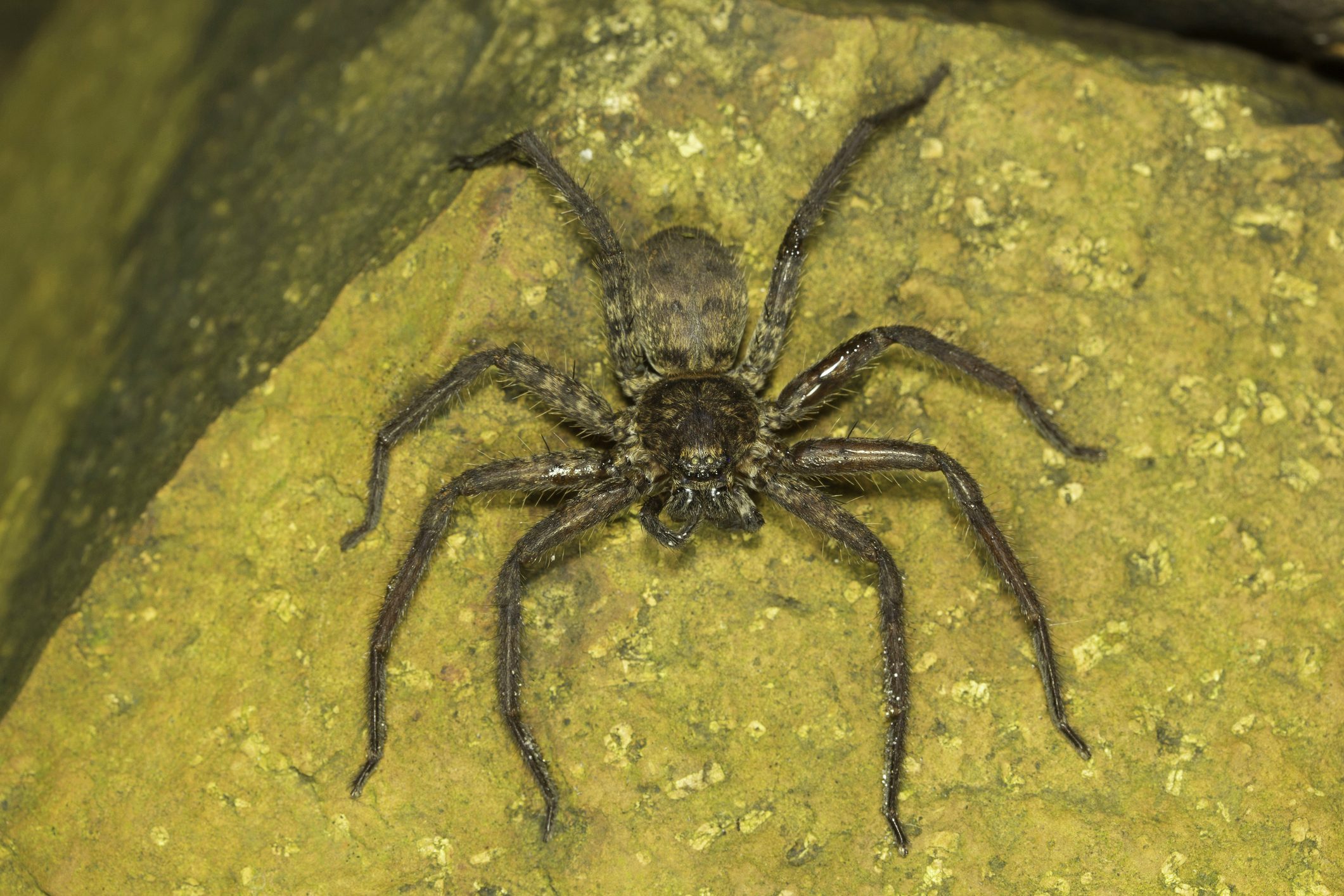 «اقتليه بالنار».. سيدة أسترالية تستعين برواد فيسبوك لقتل عنكبوت بحجم اليد غزا منزلها