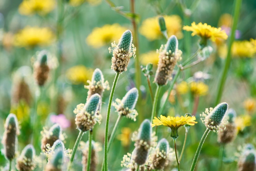 بذور القاطونة