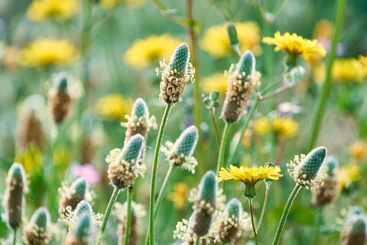 بذور القاطونة