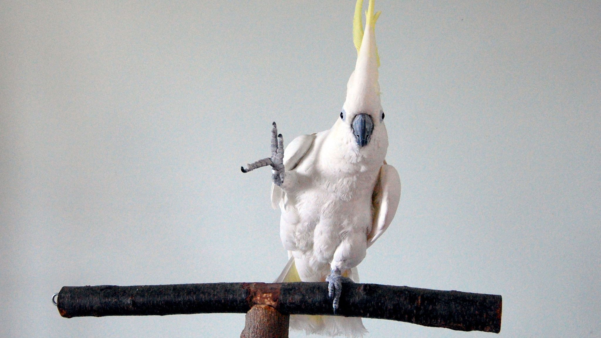 الببغاء سنوبول يميّز الموسيقى ويستمتع بها مثلنا!