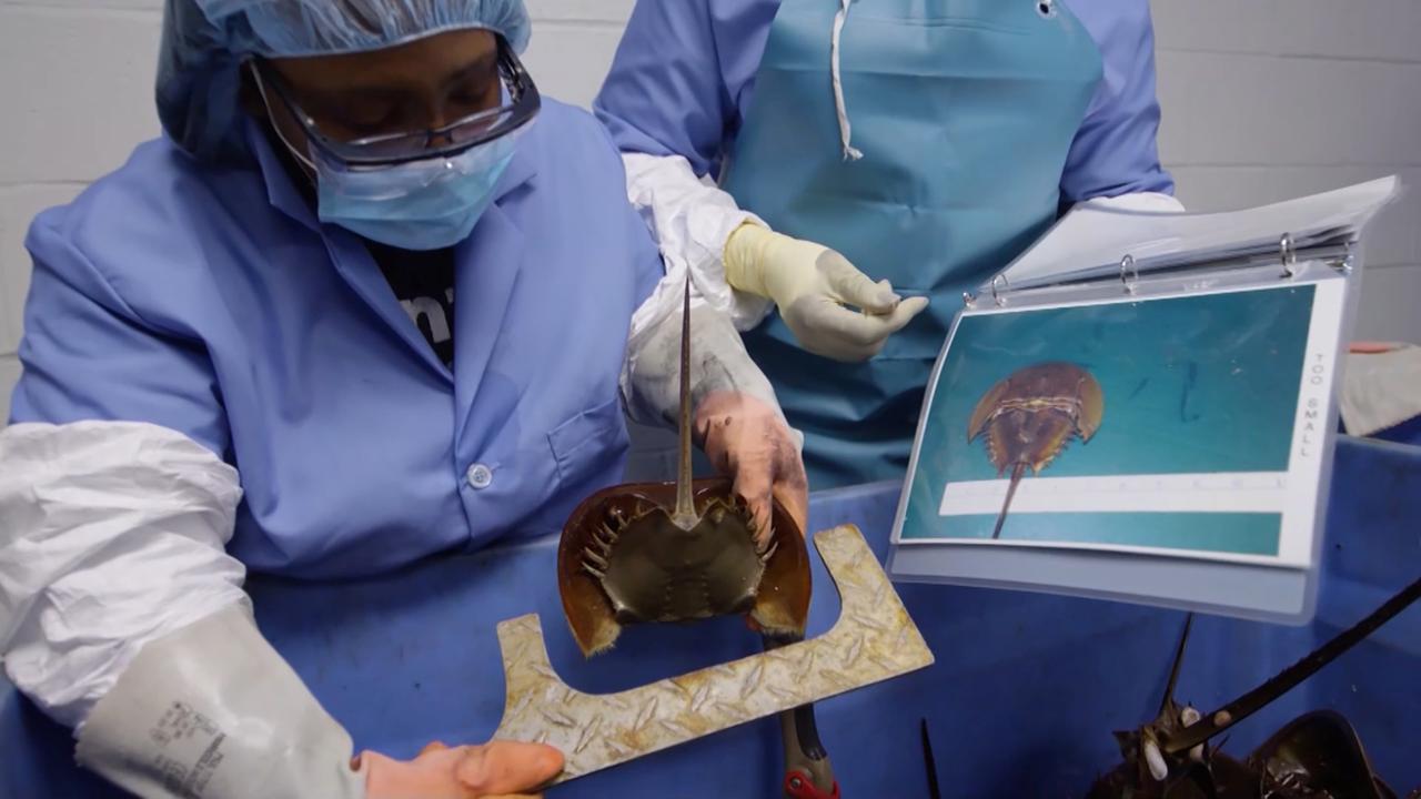 في «أرض الأحلام».. مهاجرون يعملون كفئران تجارب مقابل البقاء على قيد الحياة