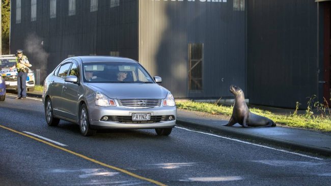 أسد بحر يبطئ حركة المرور في طريق سريع بنيوزيلندا