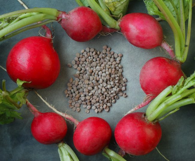 الفوائد التي قد لا تعرفها عن بذور الفجل