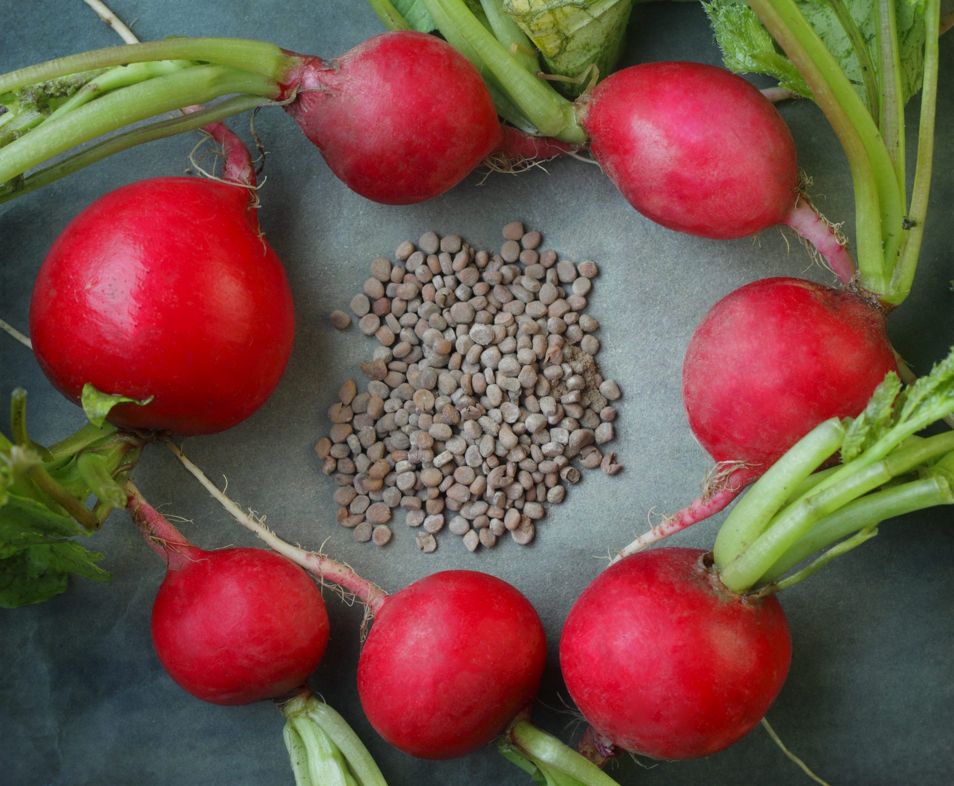 الفوائد التي قد لا تعرفها عن بذور الفجل