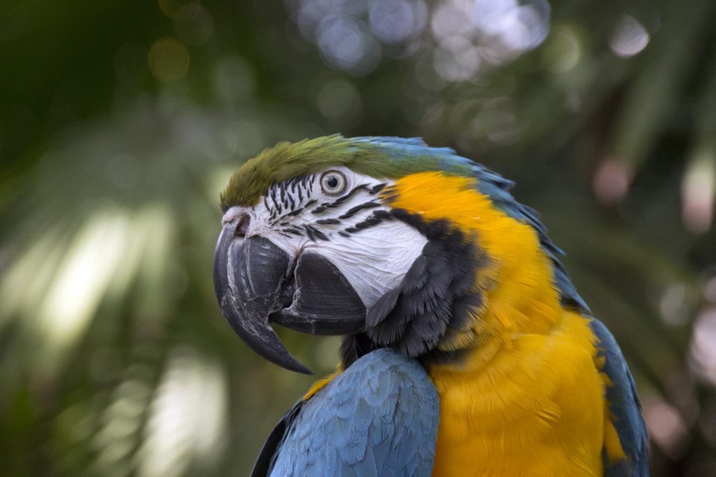 ببغاء عملاق