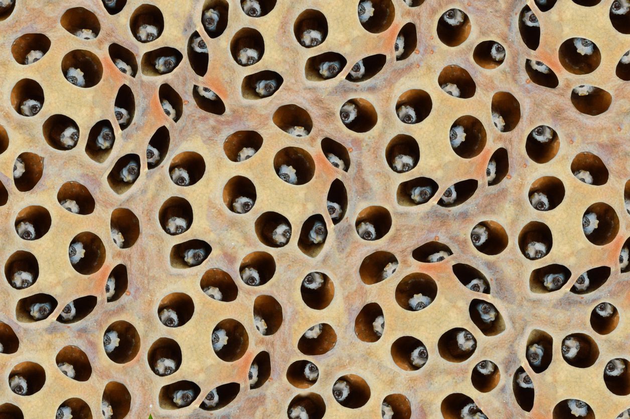 رهاب النخاريب