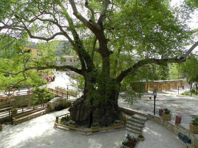 منها ما زُرع بأيدي الأنبياء، وأقدمها تبلغ من العمر 80 ألف عام، تعرف على أقدم 10 أشجار في الكوكب