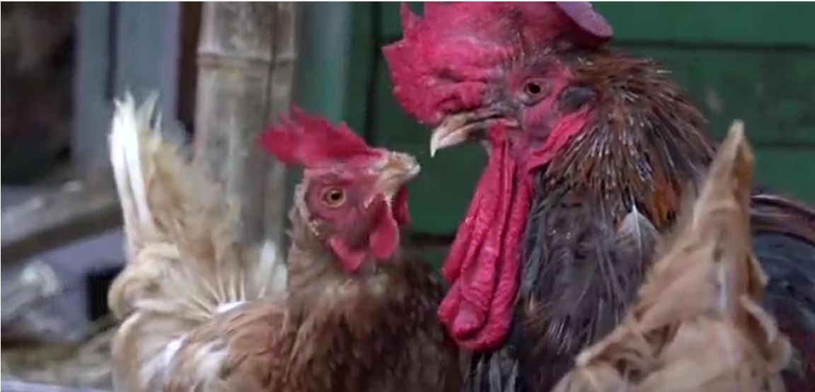 ديك اسمه موريس عمره أربع سنوات يعيش في جزيرة تطل على ساحل المحيط الأطلسي