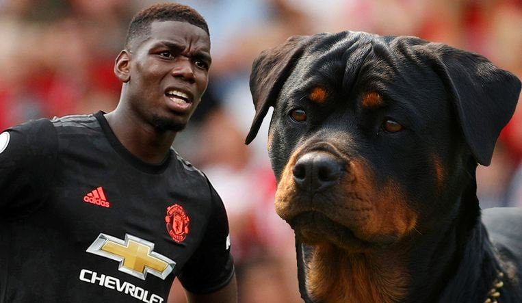 كلب روت وايلر