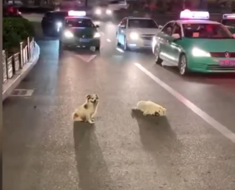 ليس وفياً للبشر فقط.. كلب ينتظر صديقه 3 ساعات بعدما دهسته سيارة لمحاولة إنقاذه