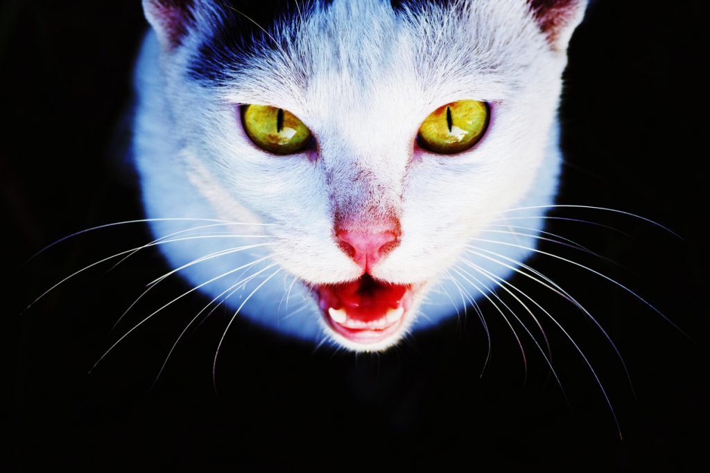 الخوف من القطط