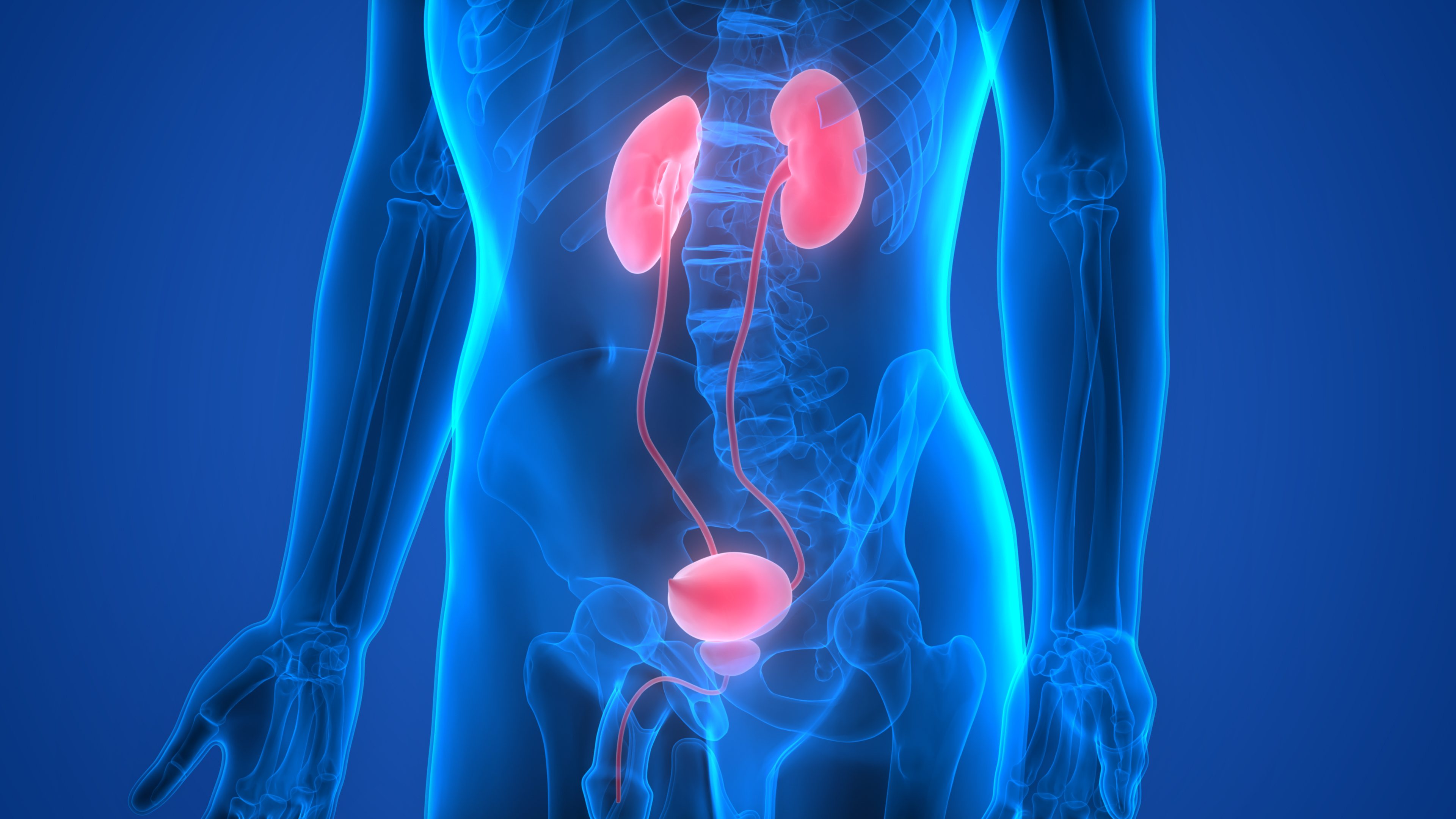 حصر البول لفترة طويلة ضار بصحتك.. و هكذا يمكنك تدريب مثانتك على المعدل الصحي