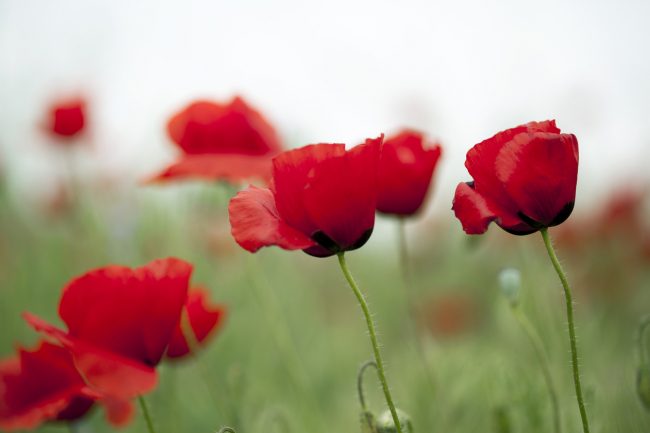 ما الذي يحدث لزهور عيد الحب التي لم تُبع؟