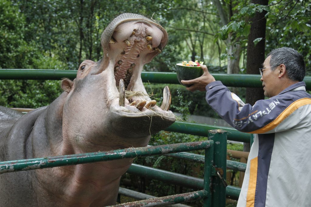 هجوم فرس نهر