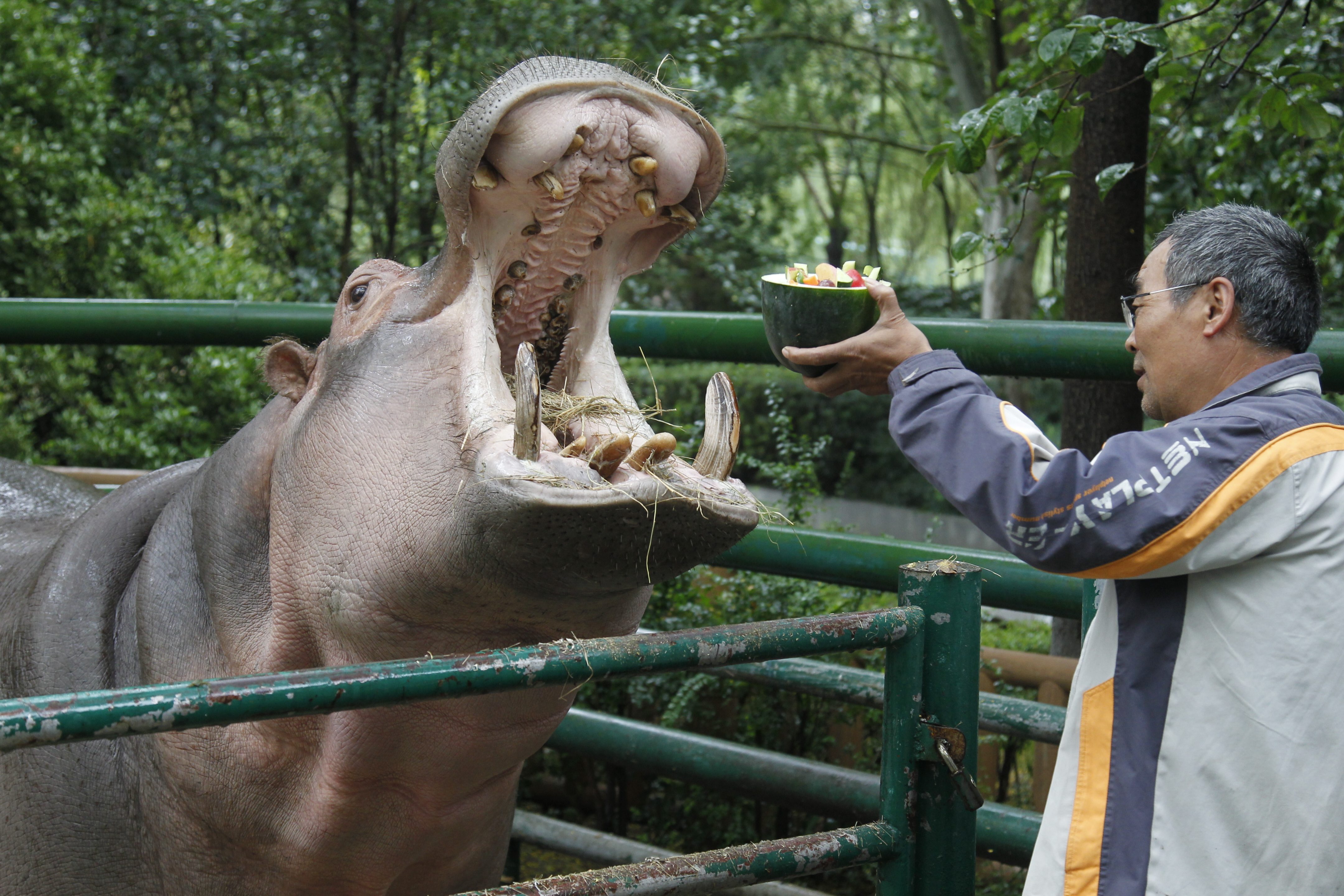 هجوم فرس نهر