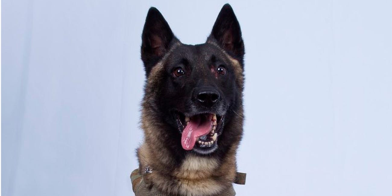 لماذا تحمل الكلاب البوليسية في أمريكا رتبةً أعلى من الضابط الذي يرعاها؟