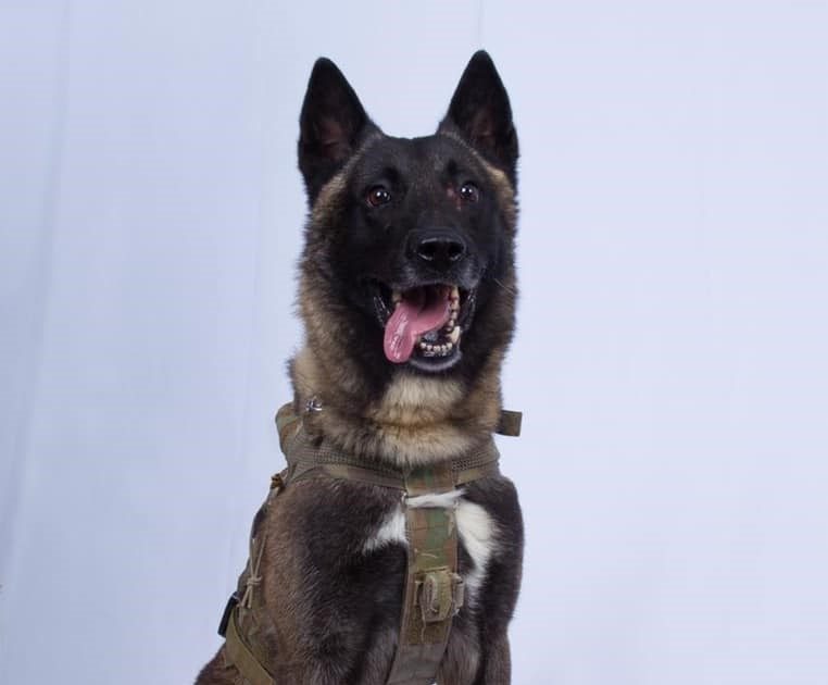 واشنطن ترفض الكشف عن اسم كلب أصيب في عملية قتل البغدادي