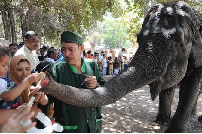 أقدم حديقة حيوان بمصر تودع آخر الفيلة بعد نفوق «نعيمة» واستعدادات لتحنيطها