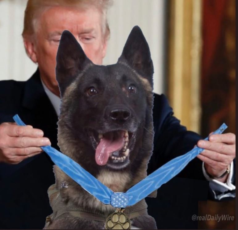 اسمه «كونان» وصورته معه مزيفة! ترامب يرفع السرية عن اسم الكلب الذي ساهم بقتل البغدادي، ويسخر من التعليقات