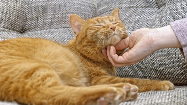 القطط مثل الكلاب تحب أصحابها وتشعر بهم.. كيف تروّضها وتجعلها صديقة لك؟