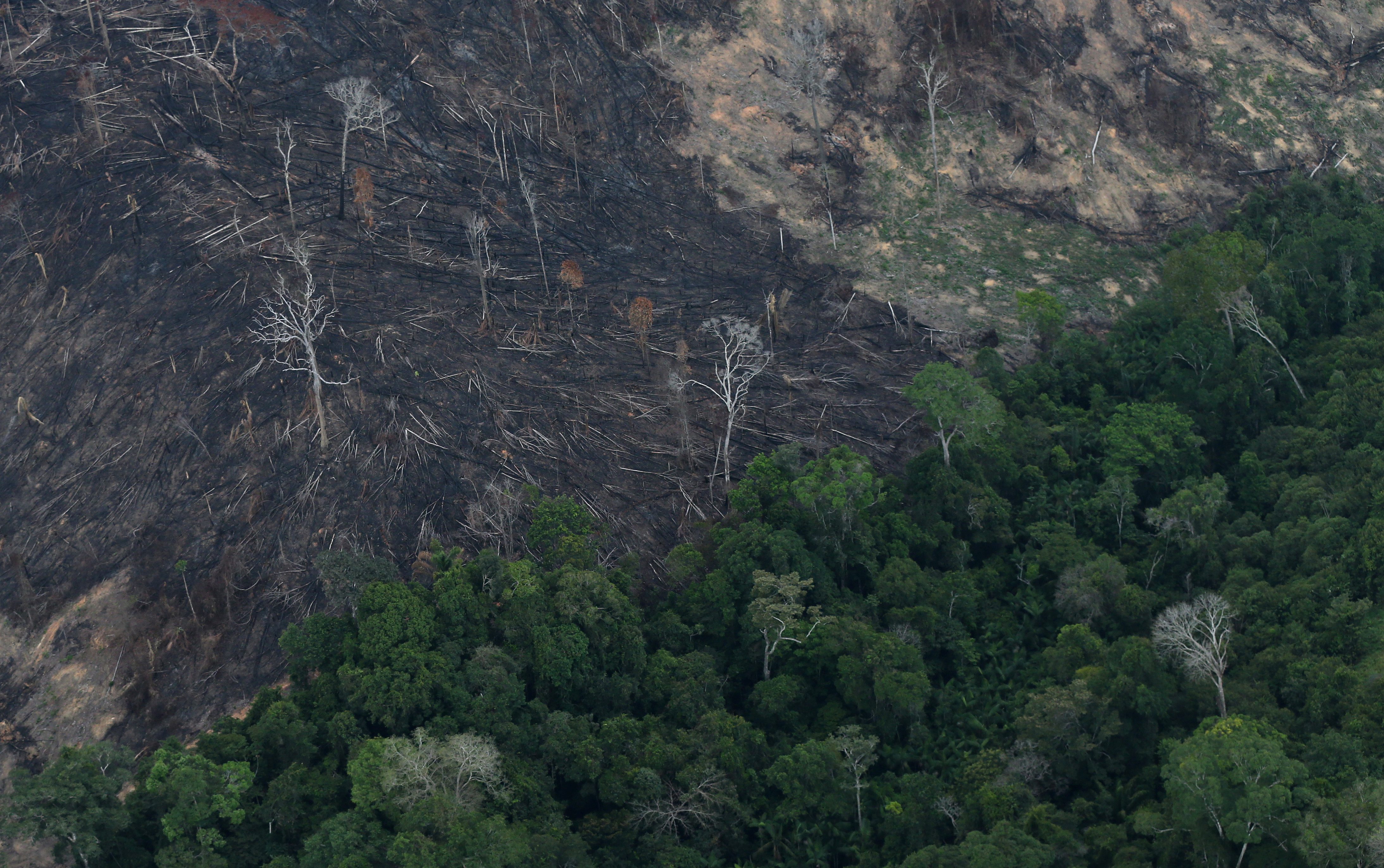 وجدوا «المكون المفقود» في النباتات.. علماء يتوصلون لطريقة «رخيصة التكلفة» لتحديد مسببات الأمراض بدقة عالية