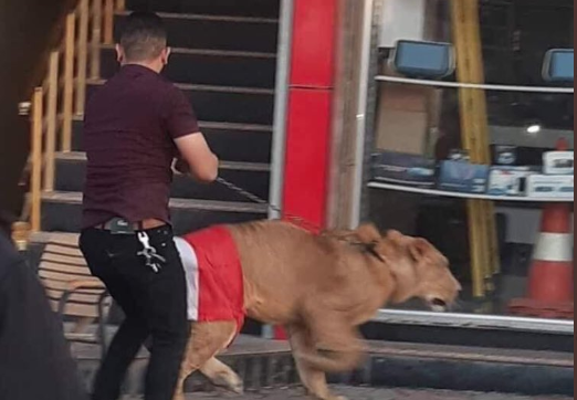 أسد لحماية المتظاهرين في العراق، متظاهر جلبه معه بعد أن خوَّفت الشرطة الناس بكلابها