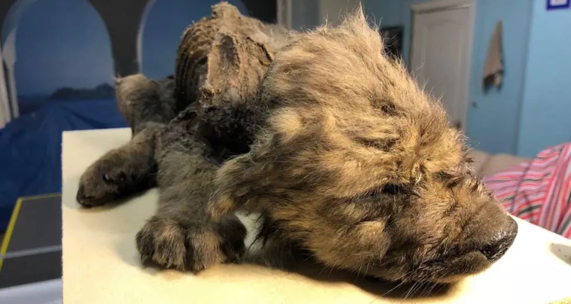 يمكنك أن ترى في هذا الكلب، الذي سُمي بلطفٍ "دروغو"، الأسنان اللبنية، والفراء السميك، والمخالب، وحتى رموش العينين سليمة