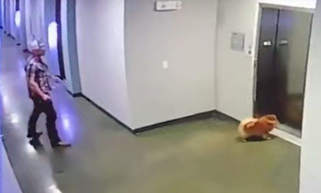 كاميرات المراقبة تسجل لحظة إنقاذ رجل لكلب عَلِق رسنه بمصعد دون أن تنتبه صاحبته