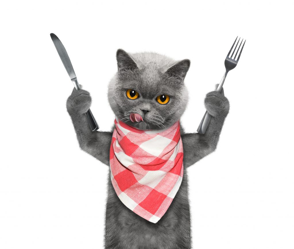 أطعمة القطط التي تؤذيها وقد تتسبب بموتها