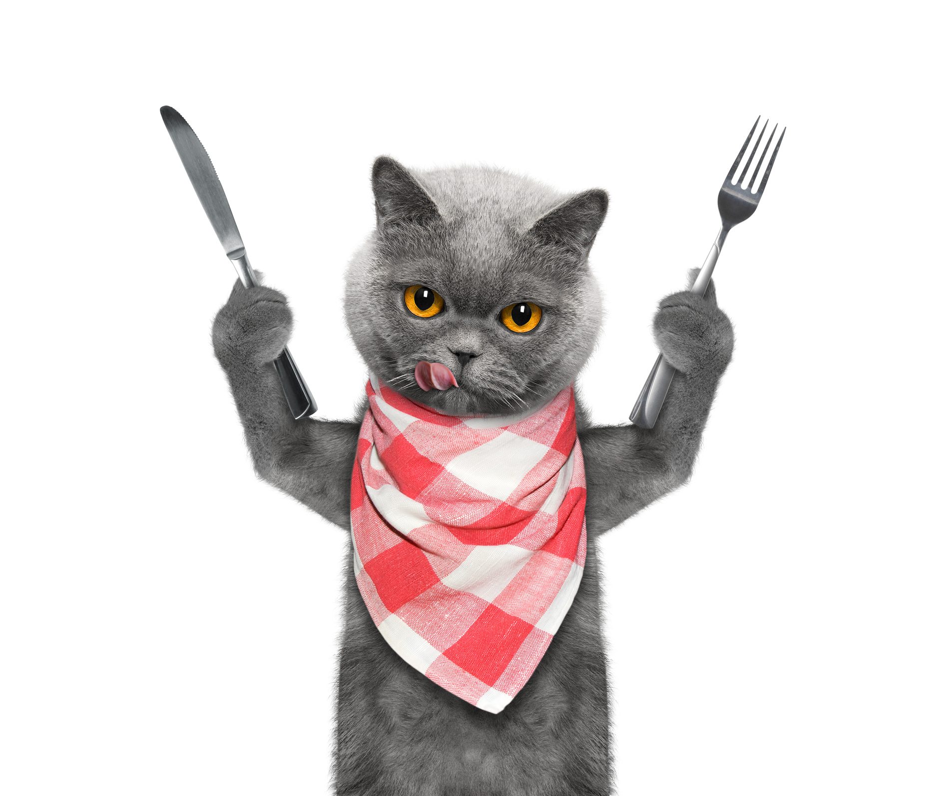 أطعمة القطط التي تؤذيها وقد تتسبب بموتها