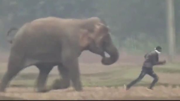 سائح كاد يلقى حتفه تحت أقدام فيل أثناء محاولة التقاط سيلفي معه.. «فيديو»