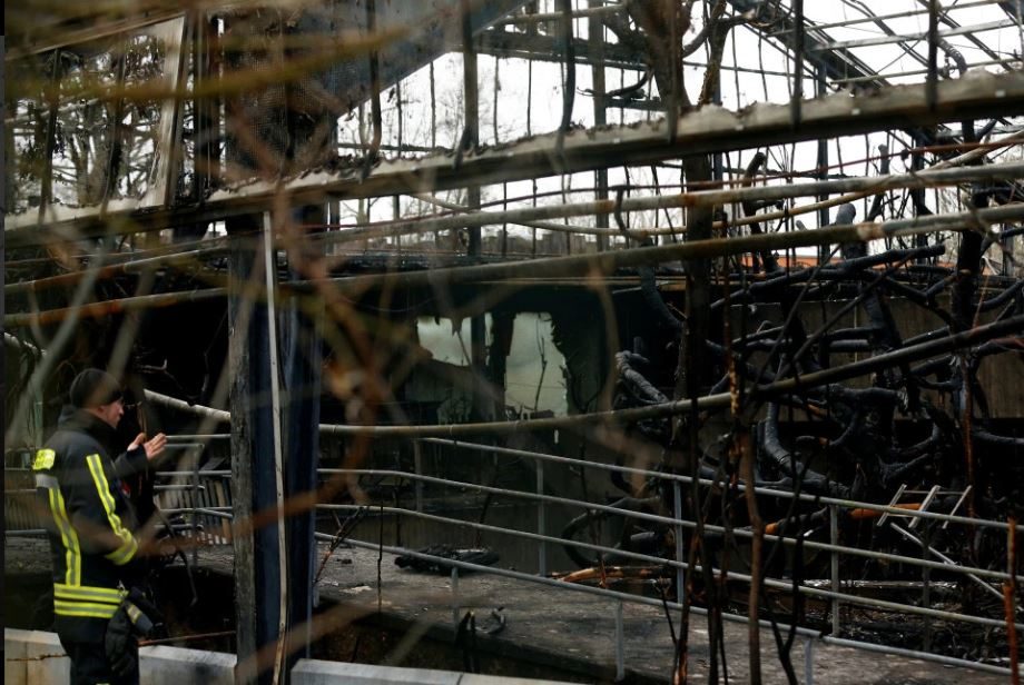 احتراق 30 قرداً في حديقة ألمانية، وأصابع الاتهام موجَّهة إلى الألعاب النارية عشية رأس السنة